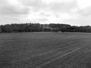 Distant photo from field