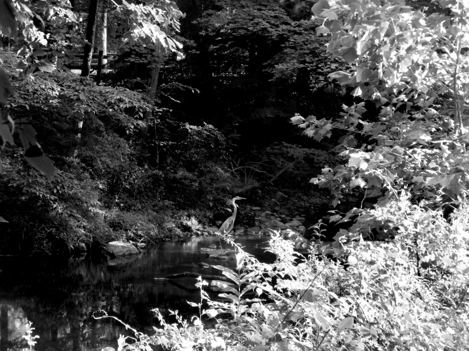 Heron in Raritan River at Natirar