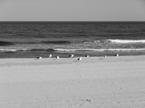 The waters in front of the E&S where the tragic shark attack occurred. 