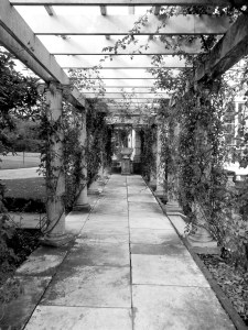 Vine walk to rose garden.